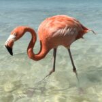 Flamingo Anegada