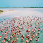 anegada flamingos